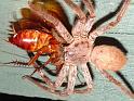 Heteropoda_ZZXYX_D3935_Z_90_Alice Springs_Australie